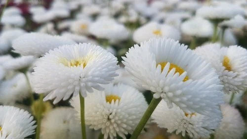 200 White Bellis Perennis Enorma Flower Seeds | English Daisy | Medicinal Herb Seeds for Garden Planting