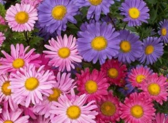 Aster Flower Seeds - 50 Pack - Single Mix - Fresh Seeds for Garden Planting - Aster spp.