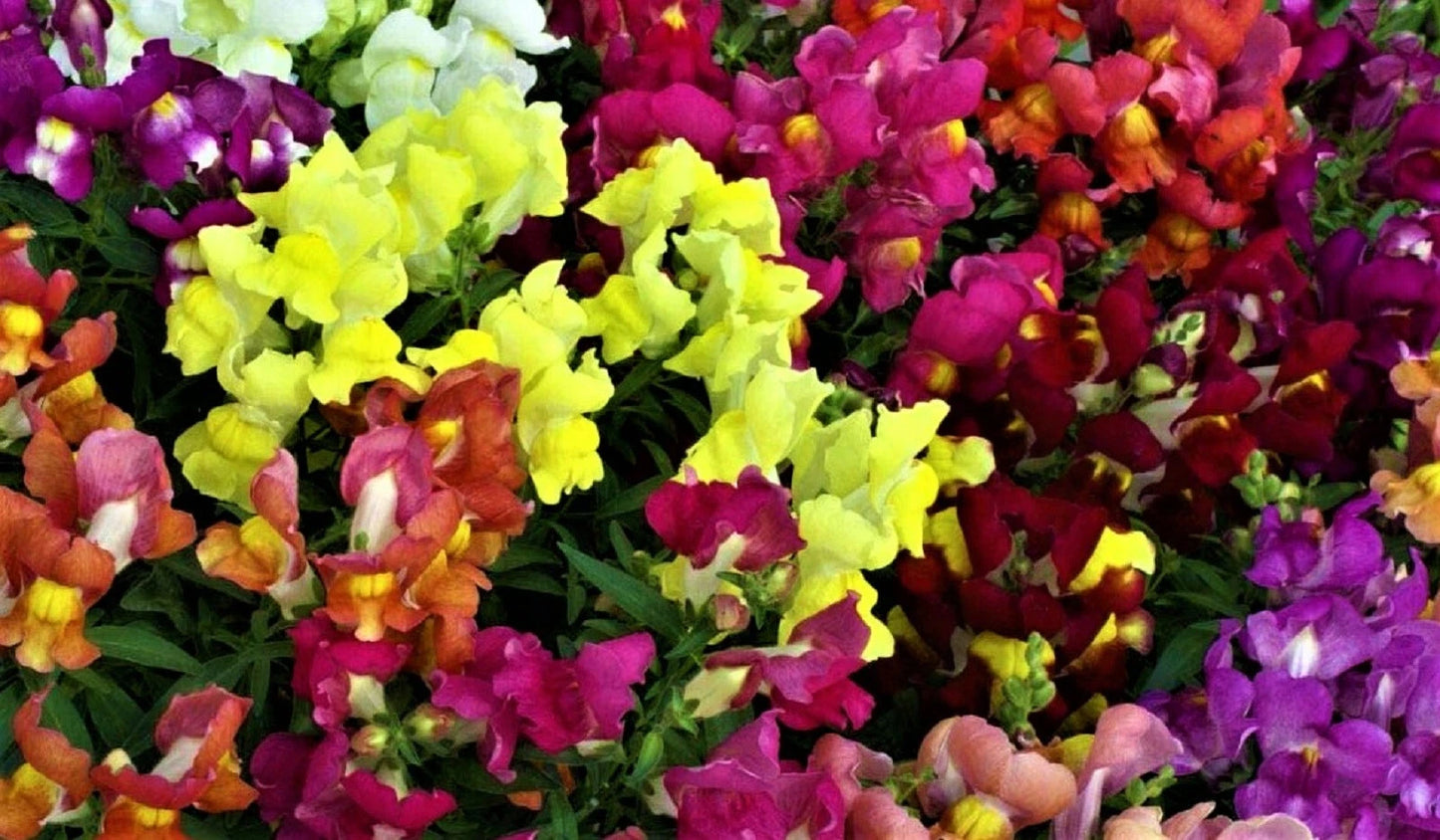 Snapdragon Seeds Dwarf Mix - 1,000+ Non-GMO Flower Seeds - Antirrhinum majus