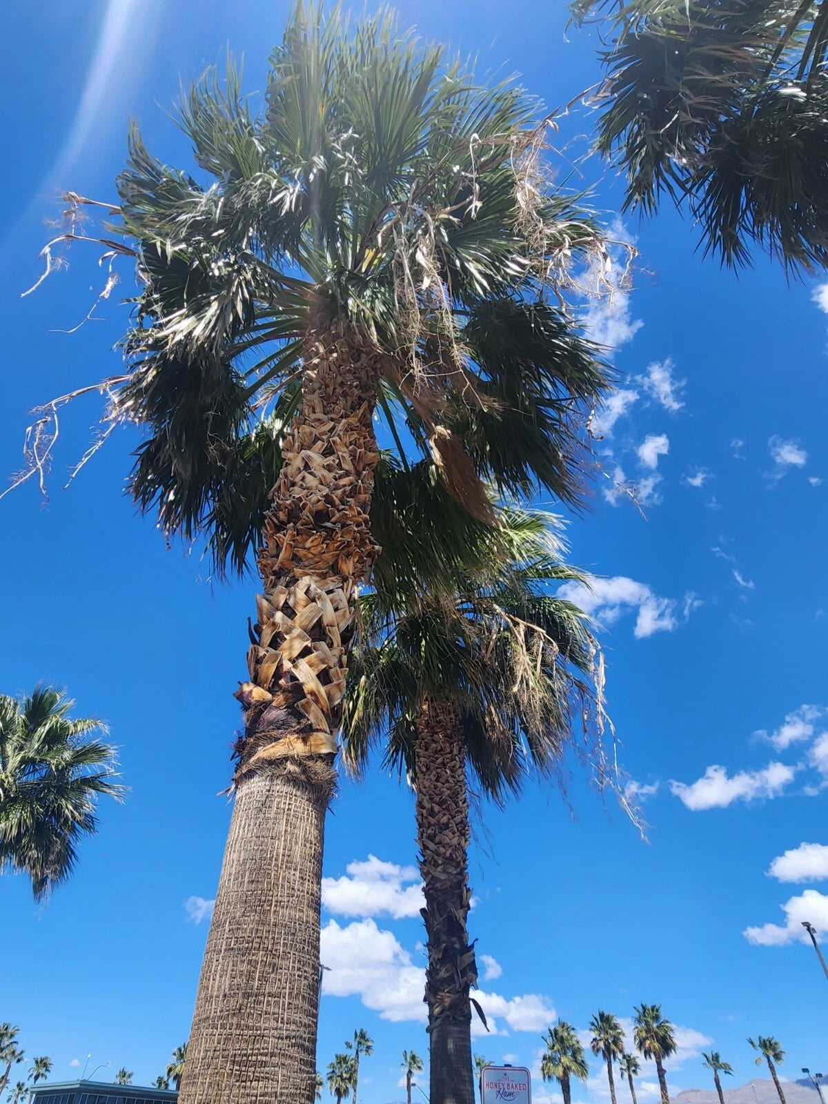 Washingtonia Hybrid Fan Palm Seeds, 25 Fresh Fall 2024 Seeds, Robusta/Filifera Variety, Rare Tropical Plant Seeds