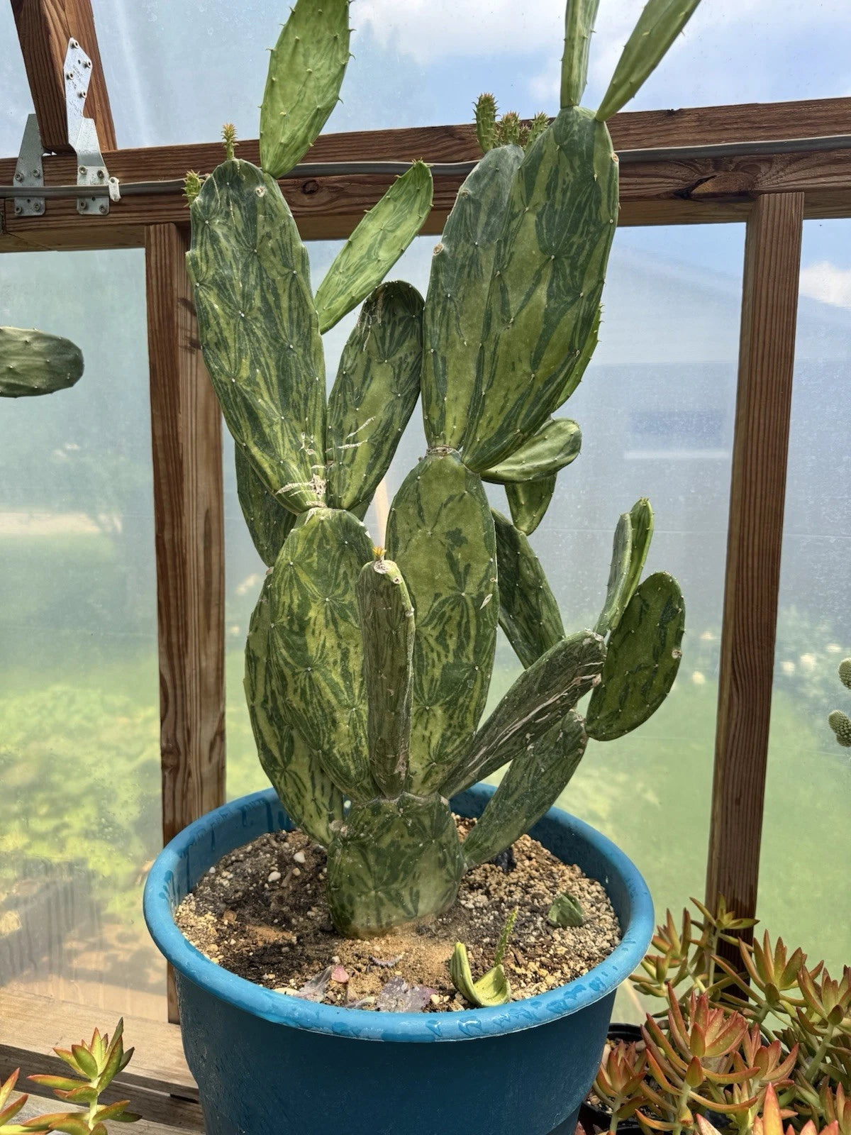 Velvet Opuntia Plants - Fast Growing Rooted Starts - Opuntia Tomentosa Salm  Dyck