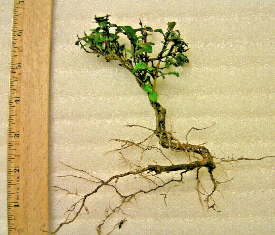 bonsai mystery login Mystery Evergreen Tree in Pot - Hardy Pre-Bonsai Plant