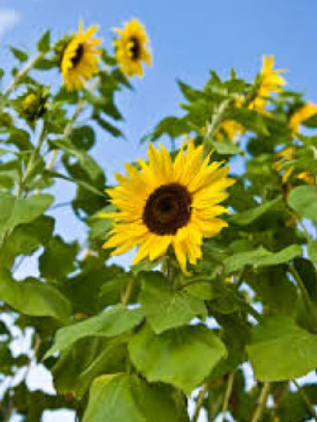 100+ Common Sunflower Seeds - Native Wild Sunflower - Helianthus annuus