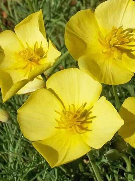 California Chrome Queen Poppy Seeds - 200+ Pack - Papaver californicum - USA Grown, Free Shipping