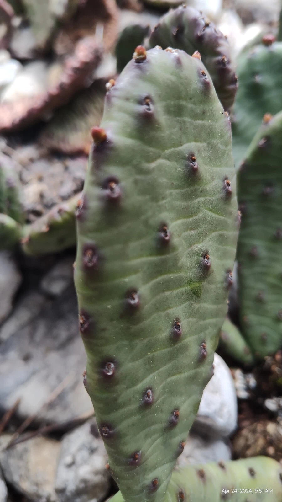 prickly pear cactus winter Winter Hardy Prickly Pear Cactus 2 Pads 4 Inch Opuntia Ficus-Indica – Jayme  Garden