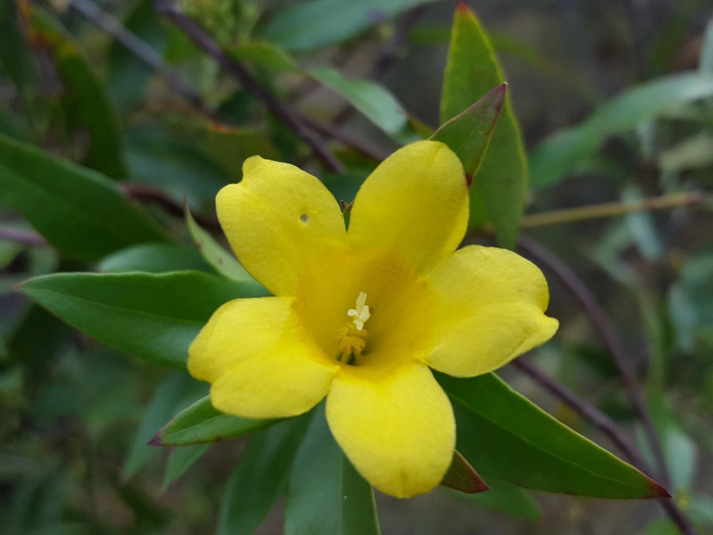 Yellow Jasmine Seeds | 25 Pack | Jessamine | Gelsemium Sempervirens | Florida Native Plant