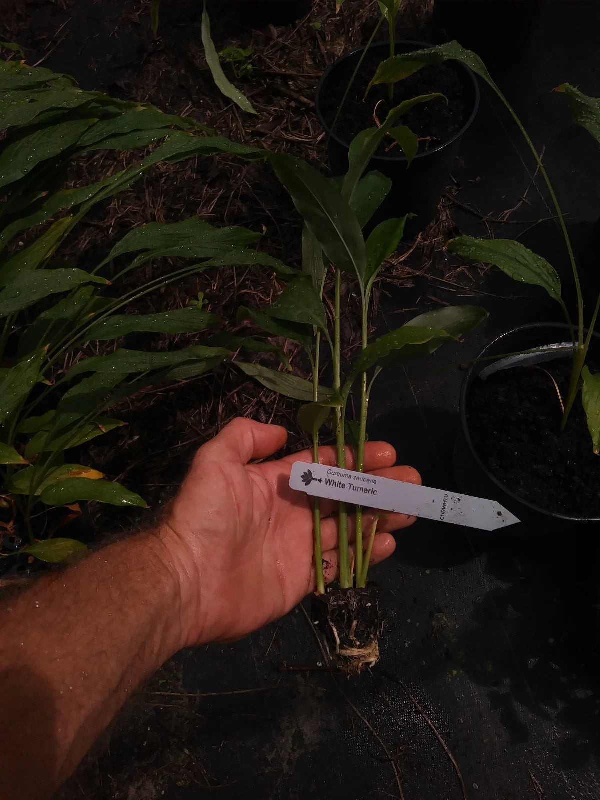 Rare White Turmeric Plant - Small Curcuma Longa - Fresh Roots - Unique Herb Variety