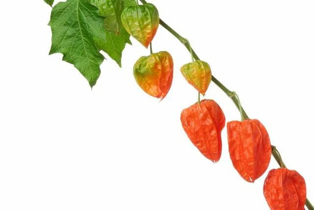 Chinese Lantern Seeds | 100+ Seeds | Vibrant Orange Blooms | Physalis alkekengi