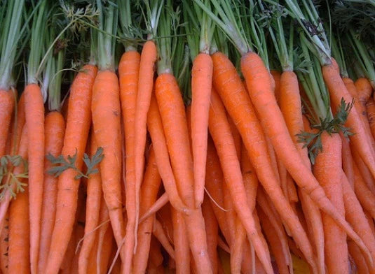 Fresh Carrot Seeds - Tendersweet Variety - 200 Count - Daucus carota - Free USA Shipping