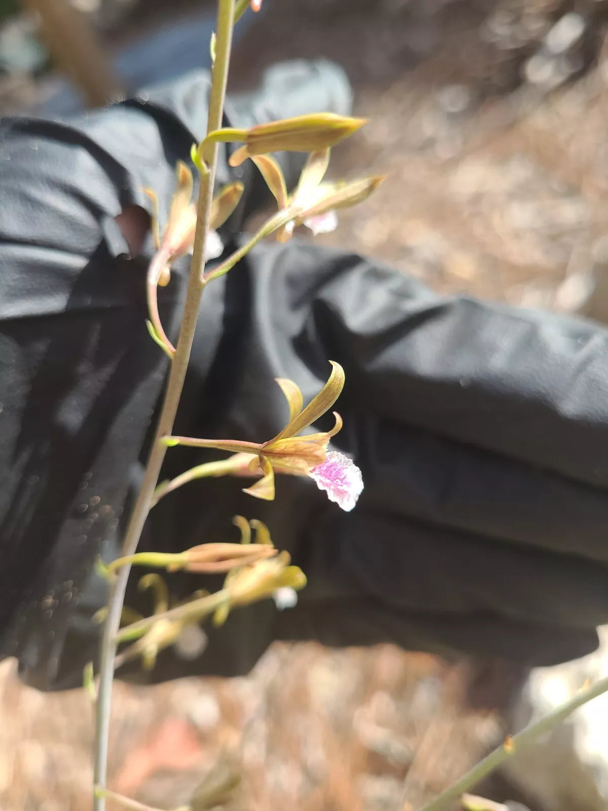 Blooming Eulophia Graminea Mini Orchid - Chinese Crown, Ground Plant, Vibrant Green Foliage, Indoor/Outdoor Decor