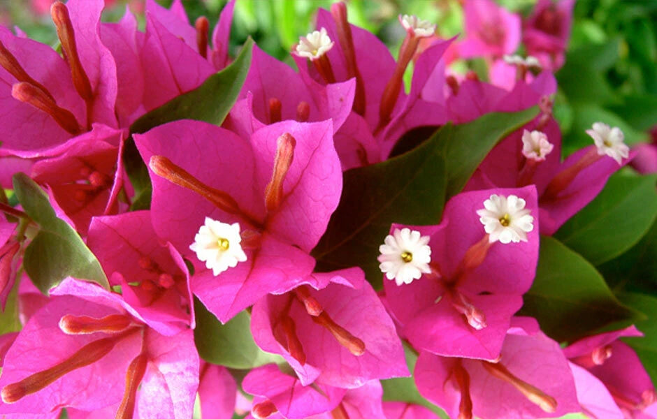 Bougainvillea Plug Plant - Pixie Pink - Well Rooted - Ships Bare Root - Bougainvillea spp.