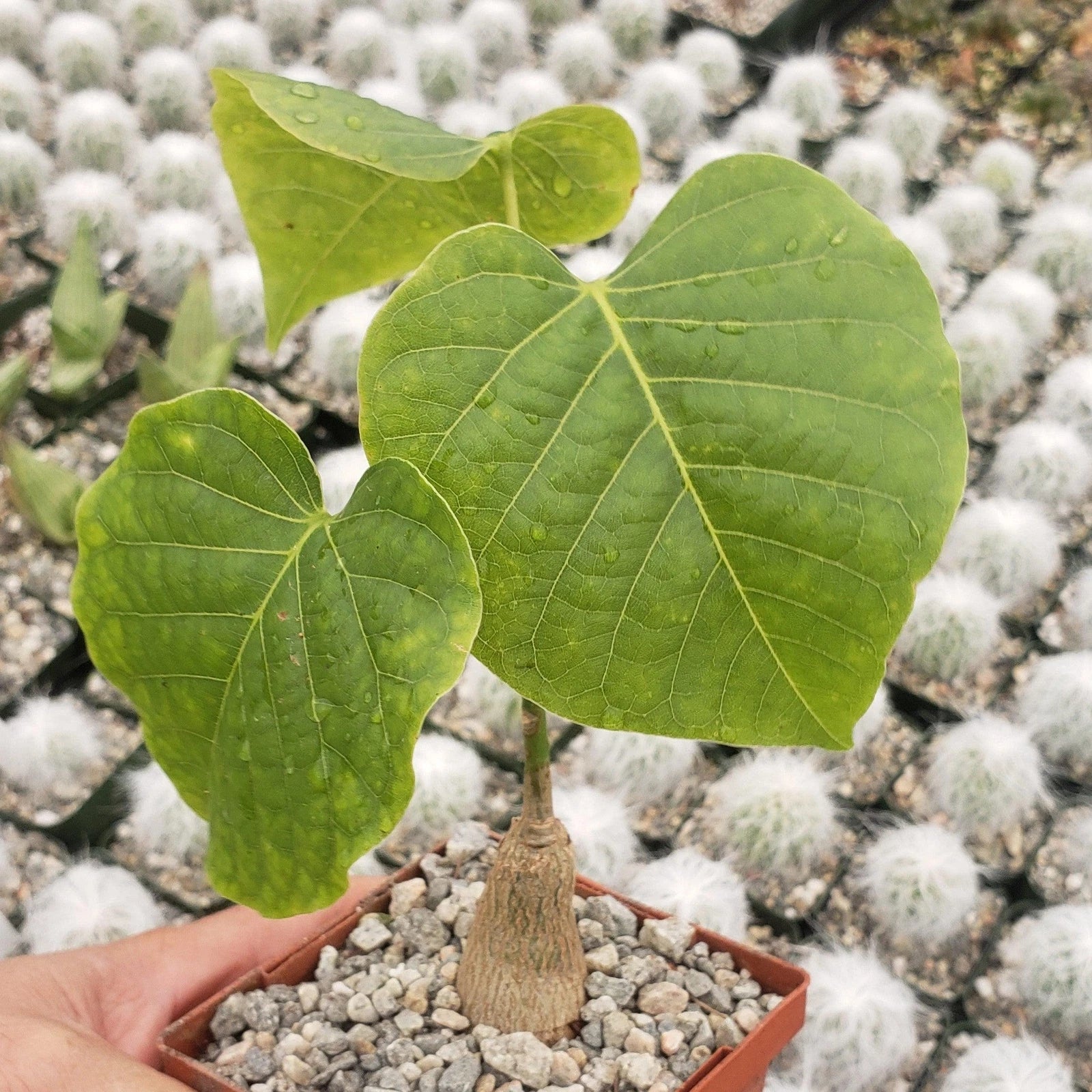 tree cactus succulent Shaving Brush Tree Cactus Plant - Pseudobombax ellipticum