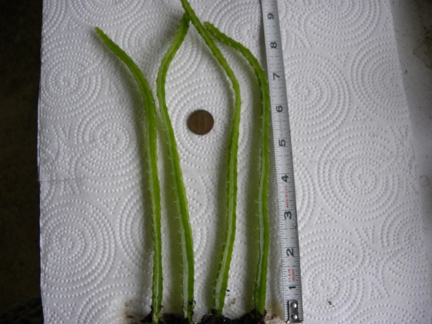 Bare Root Dragon Fruit Seedlings - Lot of 4 - Hylocereus undatus - 1 Year Old Dragonfruit Plants