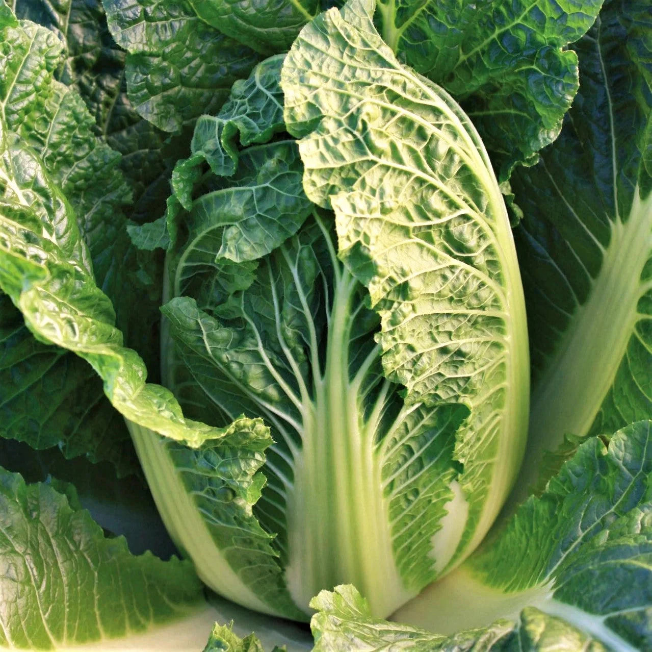 Kyoto No. 3 Chinese Napa Cabbage Seeds - USA Grown for 2025 Planting - Brassica rapa var. pekinensis
