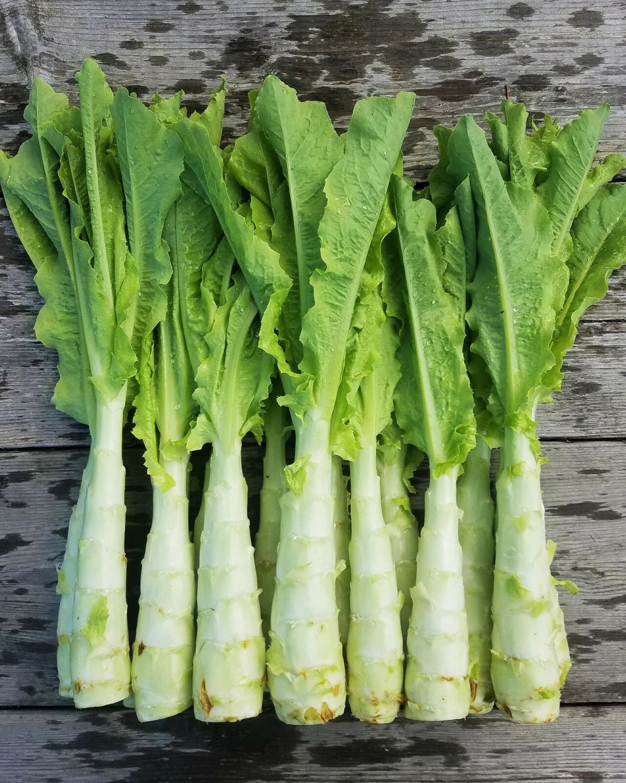 Celtuce Seeds | Summer 38 Chinese Stem Lettuce | 莴笋 油麦菜 | Asian Vegetable Seed | 2025