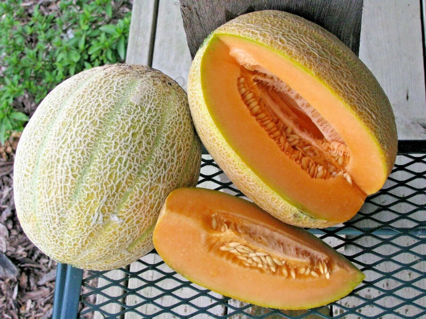 Jumbo Cantaloupe Seeds - Heirloom Melon Variety - 40+ HALES - Ideal for Summer Garden - Cucumis melo