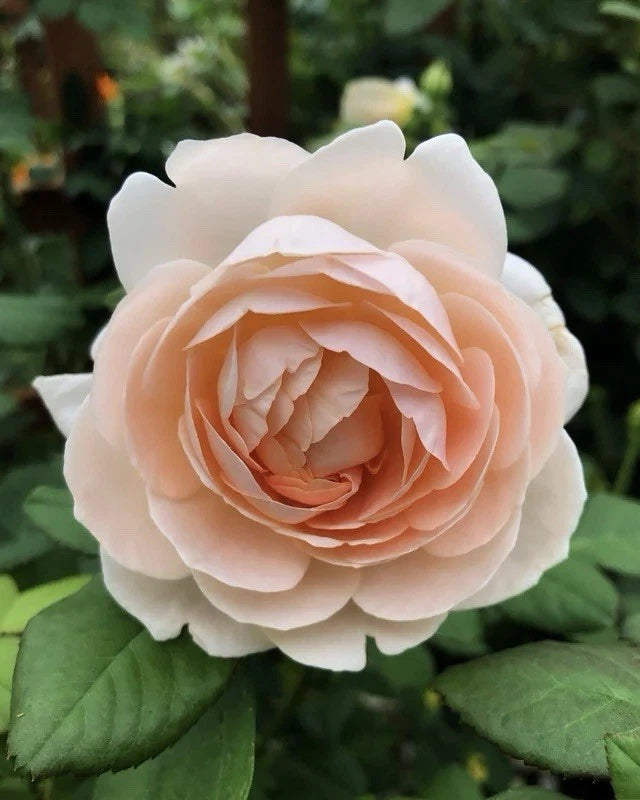 Auswonder Rose Plant Cuttings - 3 Fresh Unrooted Cuttings, 6" Long, Rosa spp.