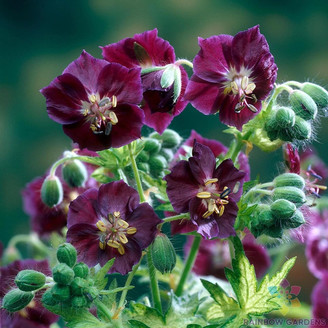 25+ Geranium Seeds for Garden Planting, Springtime Variety, Pelargonium spp., USA, Free Shipping