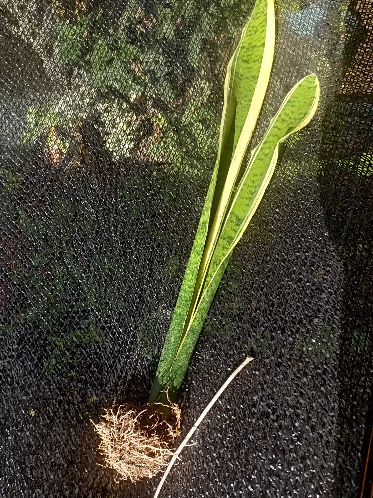 gold dust snake plant Sansevieria Gold Dust 8 Inch Tall Snake Plant, Dracaena trifasciata, B – Jayme Garden