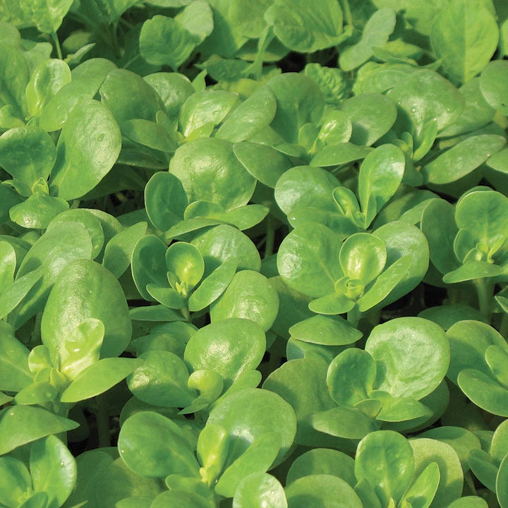 Golden Purslane Seeds - 750+ FRESH Seeds - Purslane (Portulaca oleracea) - Edible Herb Seed for Gardening