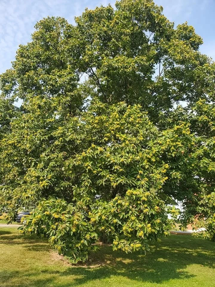 Chinese Chestnut Tree Seedling - 2 Year Old - Sweet Edible Nuts - Castanea mollissima