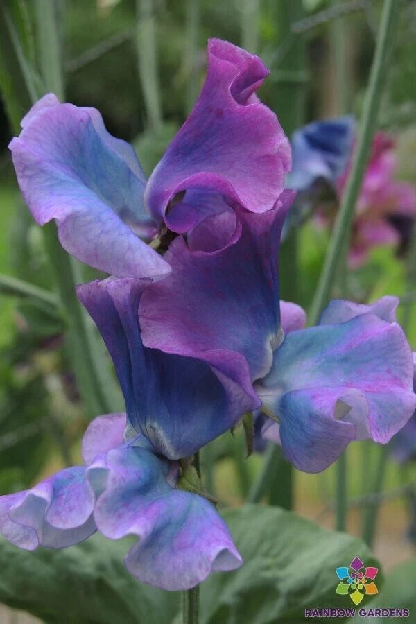 Blue Shift Sweet Pea Seeds - 50+ Pack - Lathyrus odoratus - Ideal for Garden Planting - USA Grown, Free Shipping