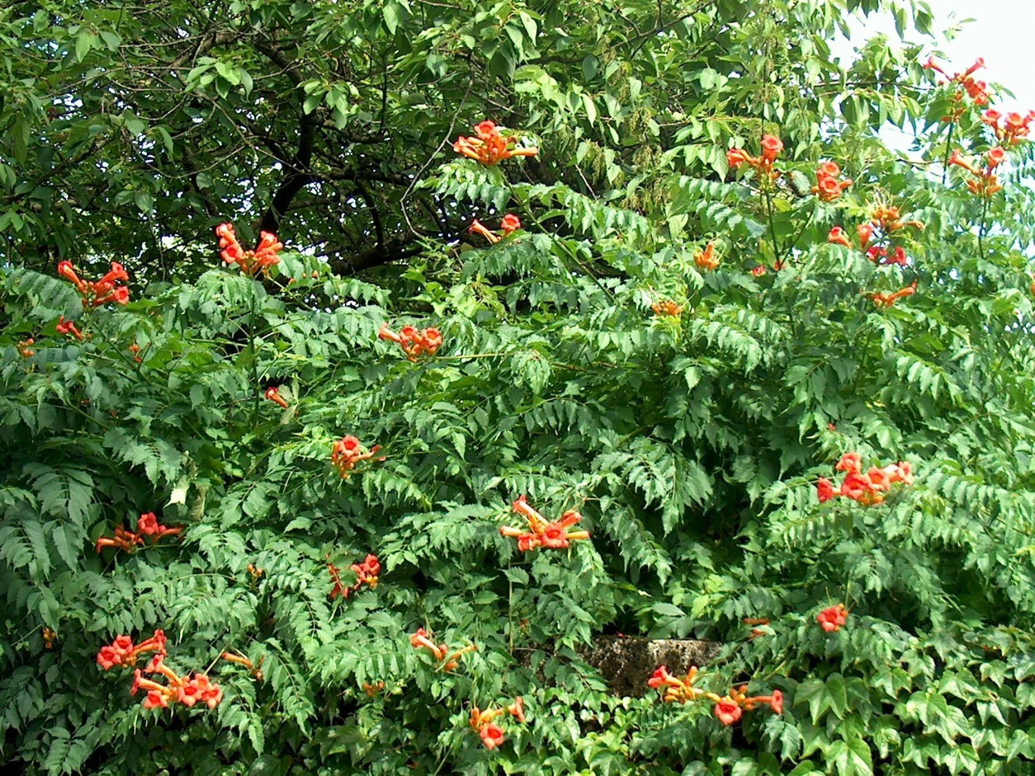 planting hummingbird vine seeds Orange Trumpet Vine Seeds - 100+ Count - Hummingbird Attracting