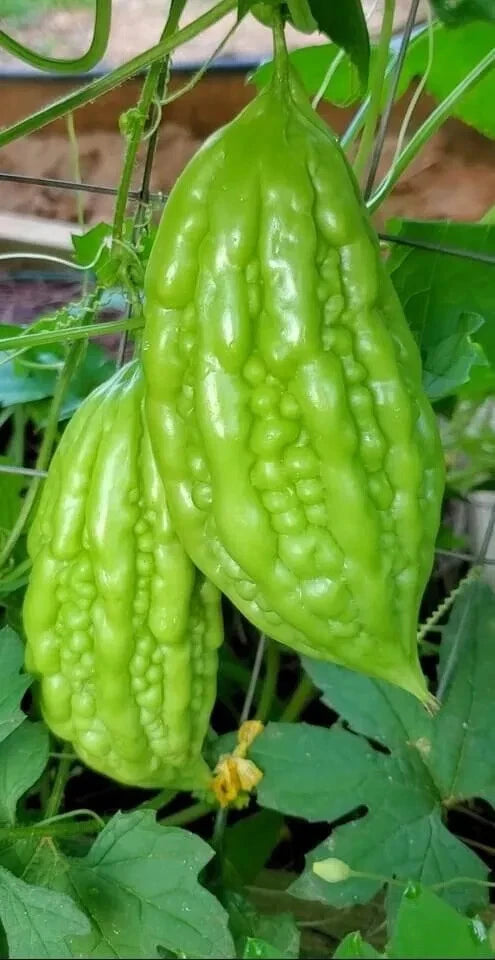 Bitter Melon Seeds - 10 Pack - Momordica Charantia - Bitter Gourd - Non-GMO - USA