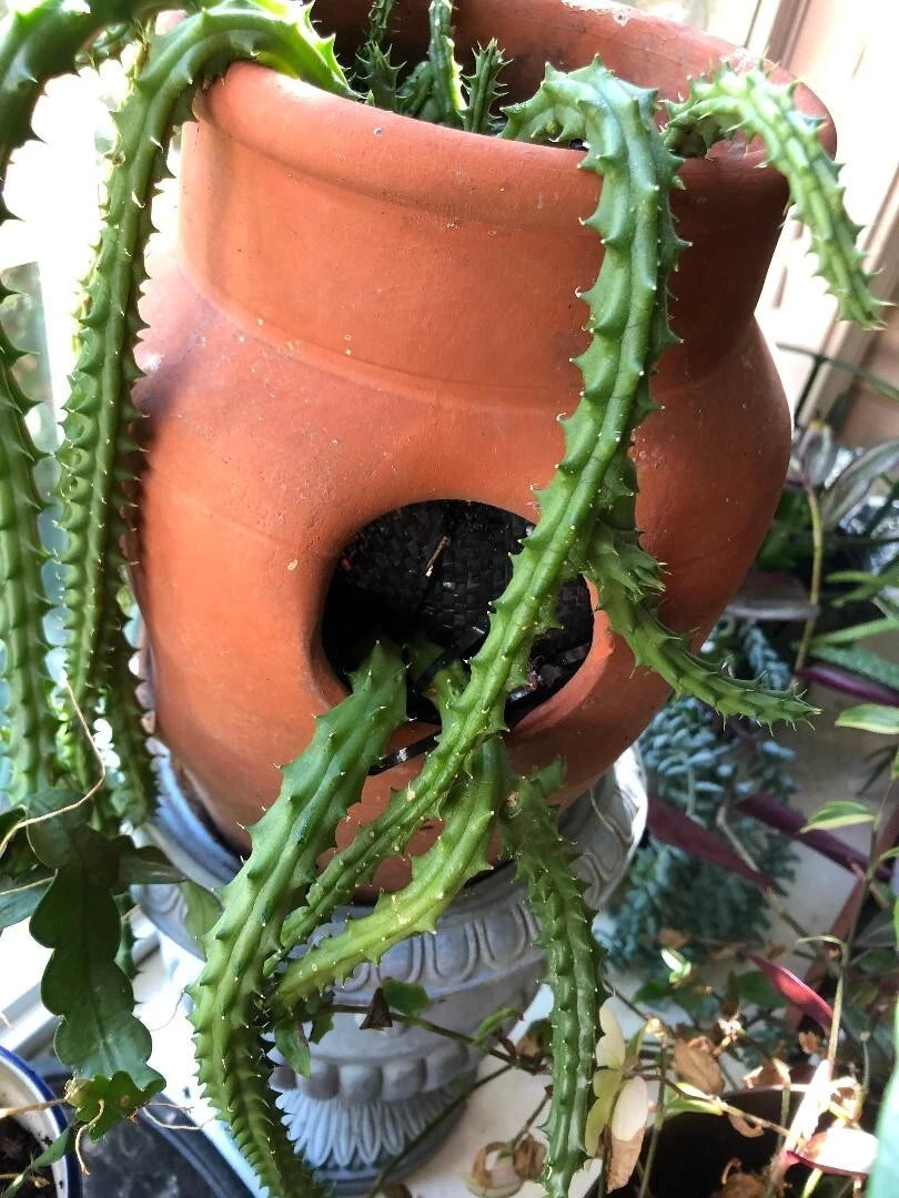 dragon succulent Huernia schneideriana "Red Dragon" Cuttings