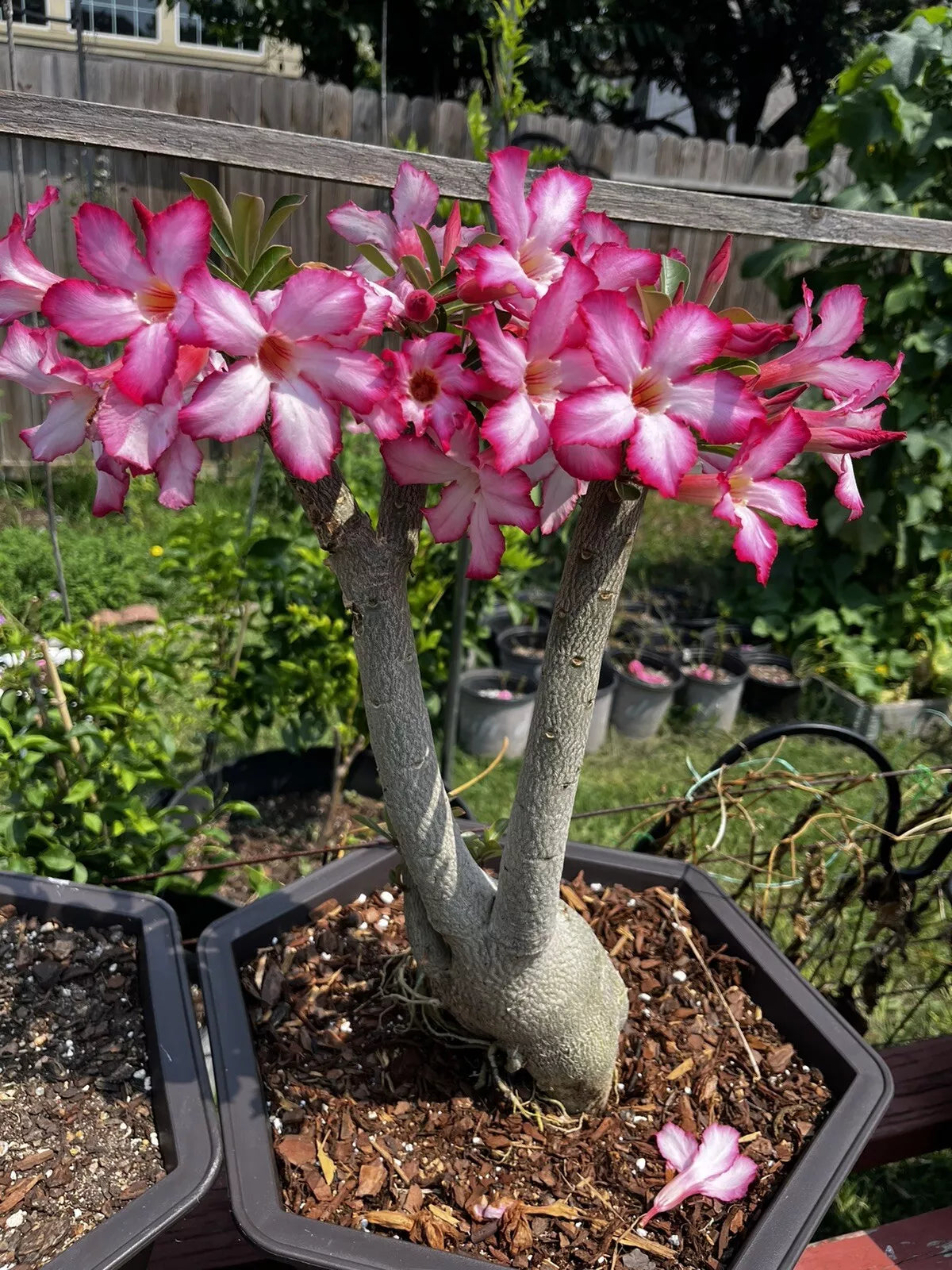 Desert Rose Bonsai Plant, 5 Gallon Pot, Pink Flowers, Adenium obesum, 8-9  Years Old, Big Root – Jayme Garden