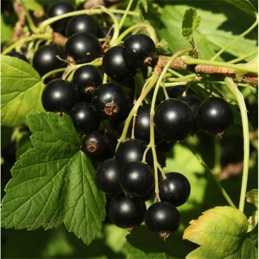 Ben Alder Black Currant Live Plant, Edible Shrub Starter, Zones 3-9, Self-Pollinating, 6-8 Feet Tall, Ribes nigrum