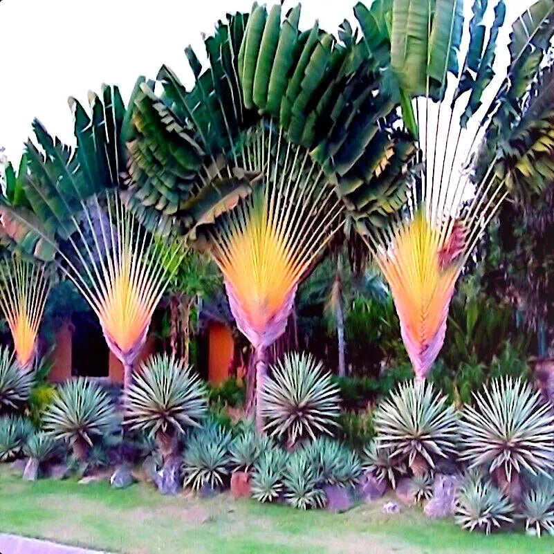 exotic palm plants Travelers Palm Tree Seeds - Ravenala madagascariensis - Bird of Paradise  Plant