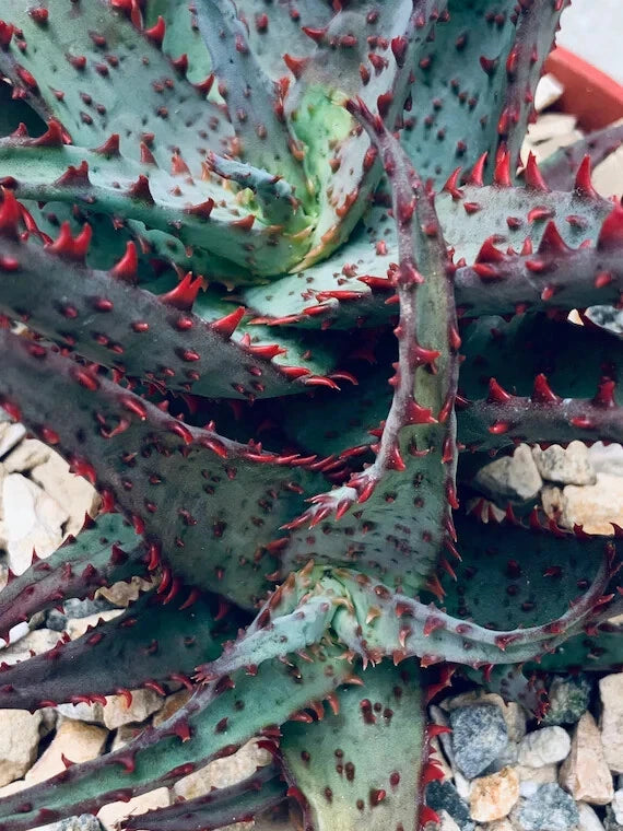 RARE ALOE 'Castilloniae' - 6