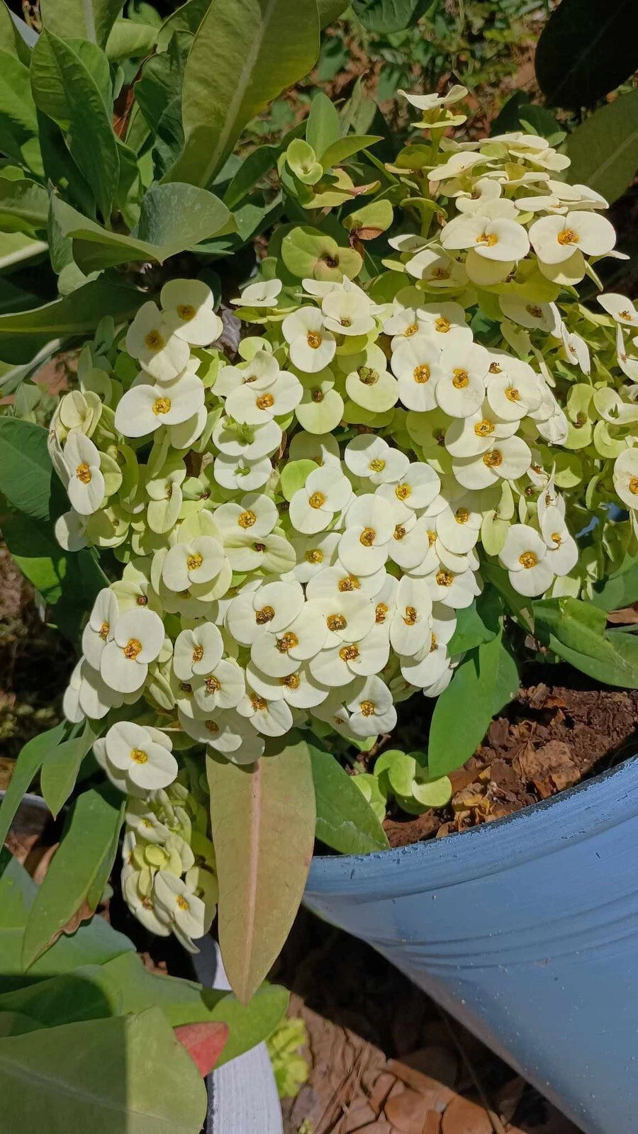 White Crown of Thorns Cutting - 1 Count, Yellow Center, No Roots (Euphorbia milii)
