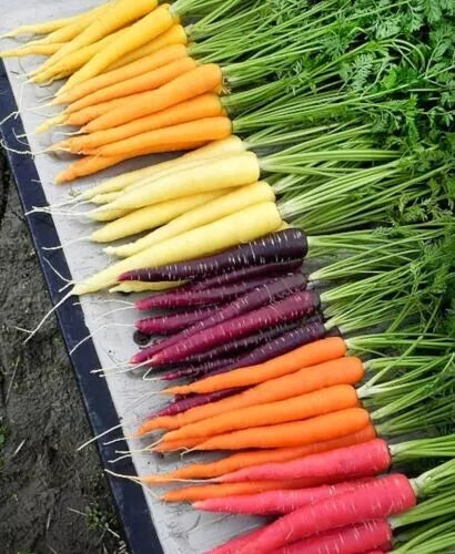 Rainbow Carrot Seeds Mix - 200+ Non-GMO Heirloom Organic Seeds - Fresh Garden Vegetable (Daucus carota)