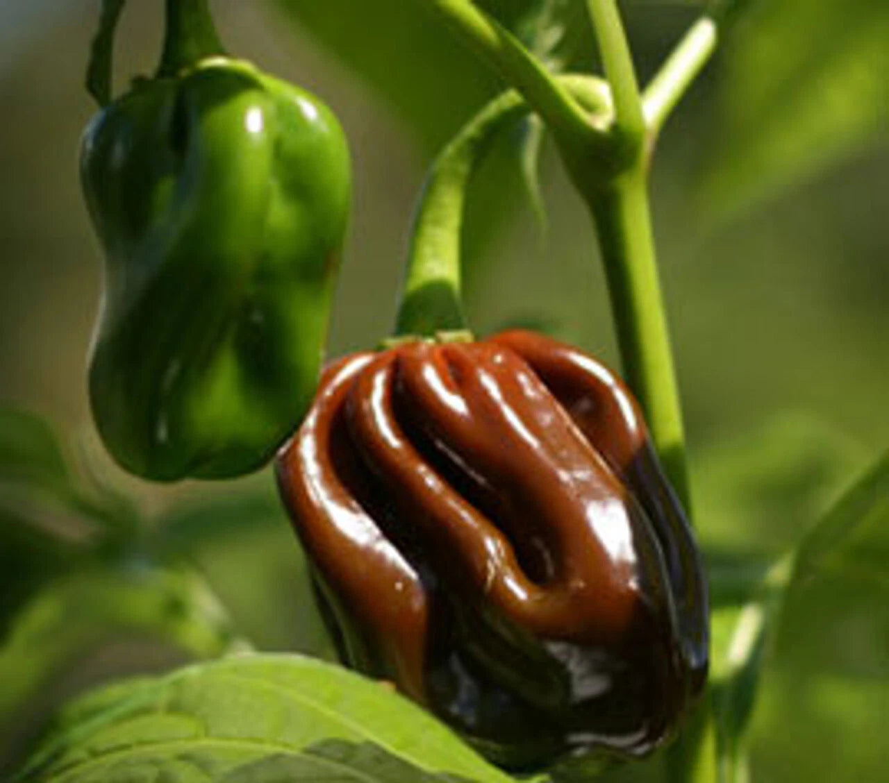 Chocolate Habanero Pepper Seeds, Extremely Hot, Jamaican Jerk Variety, Capsicum chinense, Free Shipping