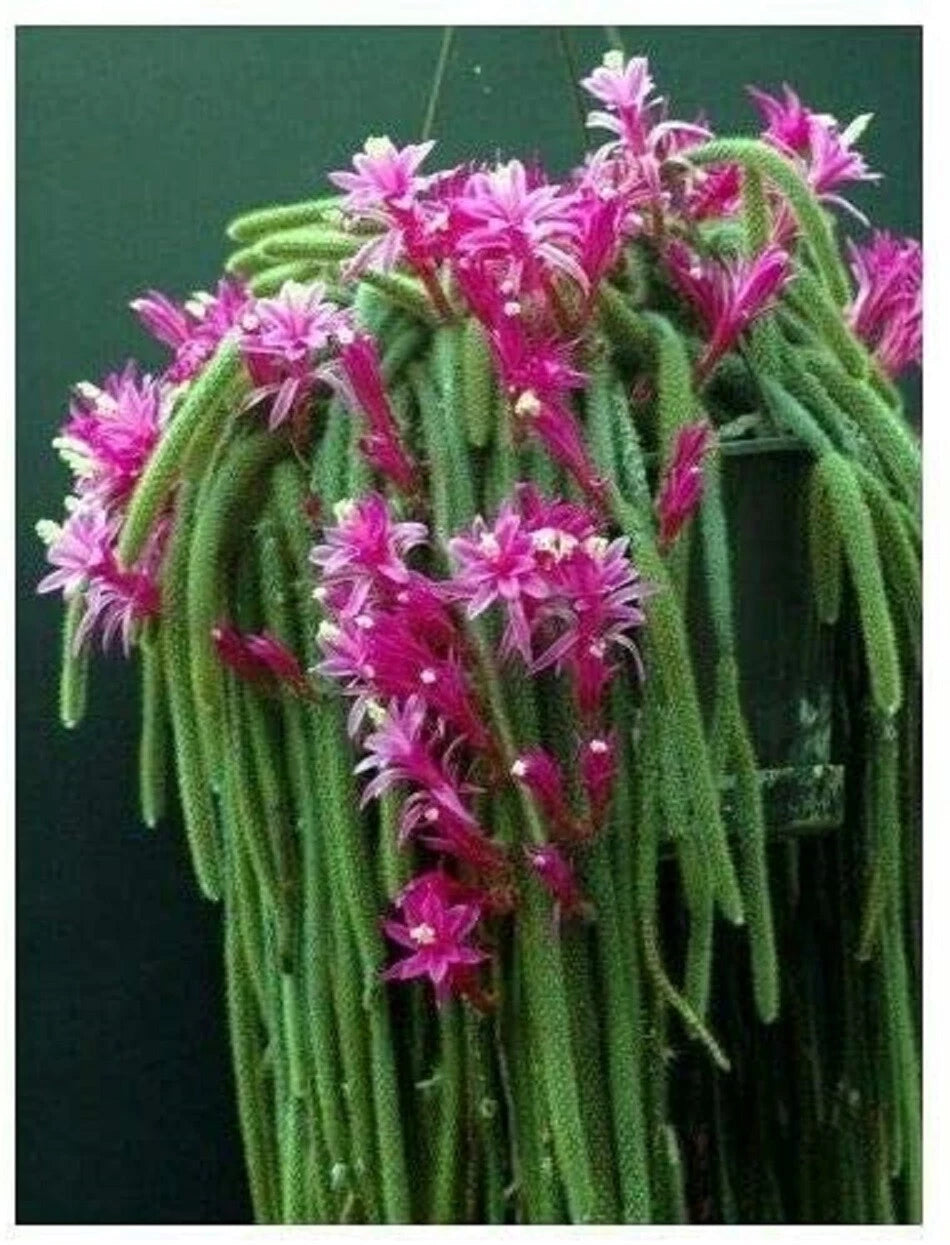 Lot 4 Cuttings Rat Tail Cactus Pink Aporocactus flagelliformis Succulent  Plant – Jayme Garden