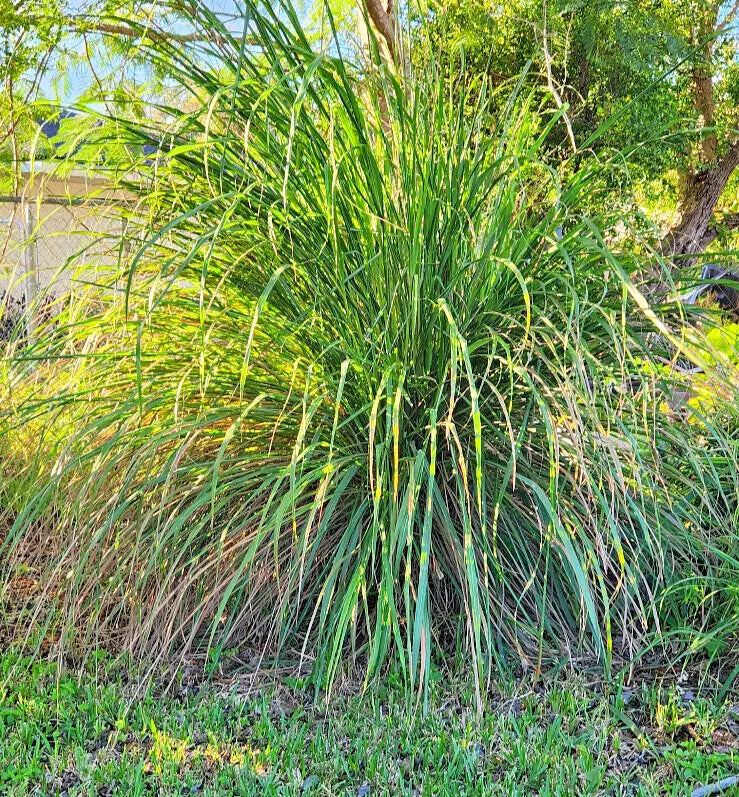 Wasp Repellent Plant Starter 4" Lemongrass 'Citrus' Aromatic Perennial (Cymbopogon citratus)