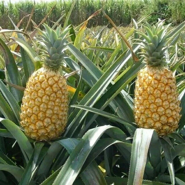 Queen Pineapple Seeds - 15+ Pack for Garden Planting - Ananas comosus - USA, Padded Shipping