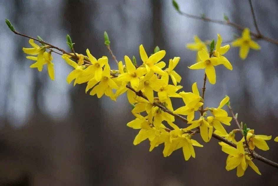 Forsythia Plant Cuttings 6-8” Fresh Unrooted Propagation Cuttings (12) - Forsythia spp.