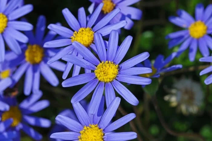 Blue Daisy Seeds (200+) for Garden - Felicia Amelloides - USA Grown, Non-GMO, Easy to Grow