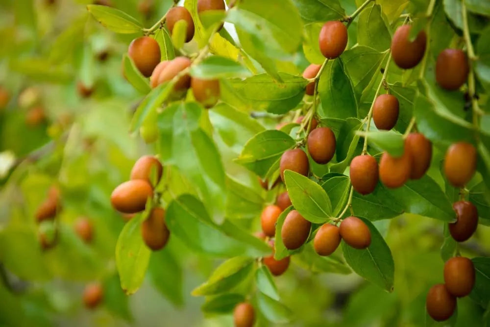 Chinese Date Tree Seeds - 6 Seeds - Jujube, Tsao Zizi - Ziziphus jujuba