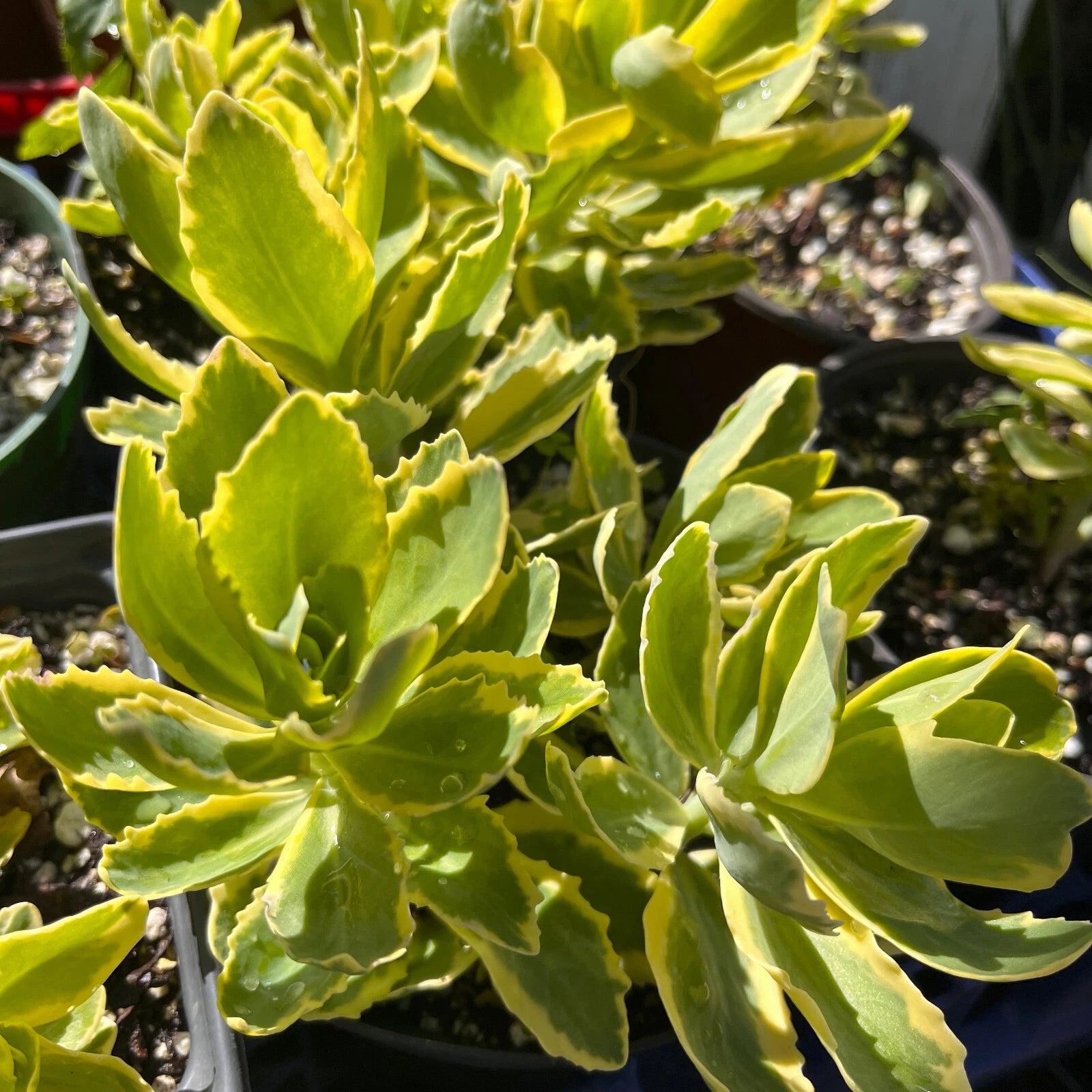 tall sedum succulent Variegated Pink Stonecrop Sedum 'Autumn Charm' Perennial Plant