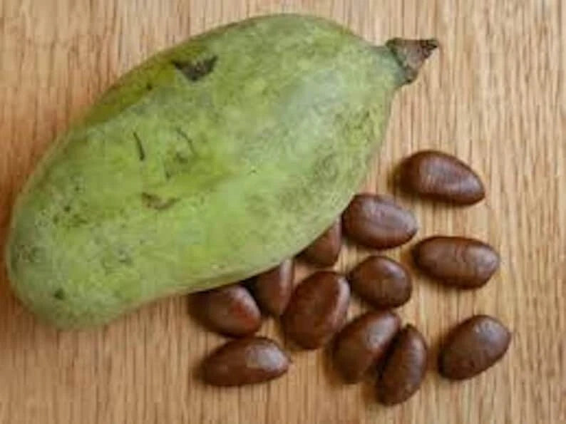 Paw Paw Fruit Tree Seeds - 10 Viable Asimina Triloba - Indian Banana - Fresh Crop - Ready to Plant