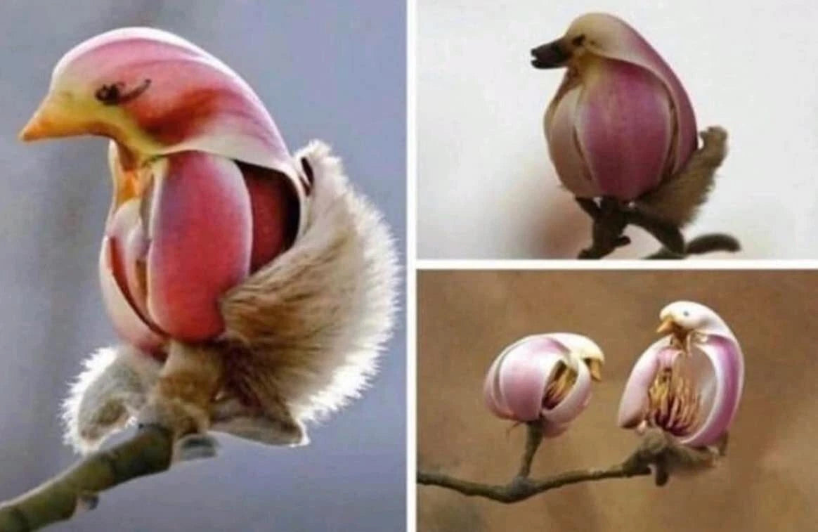 Yulan Magnolia Tree Seeds - 5 Seeds - Pink Bird-Like Spring Buds - Magnolia denudata