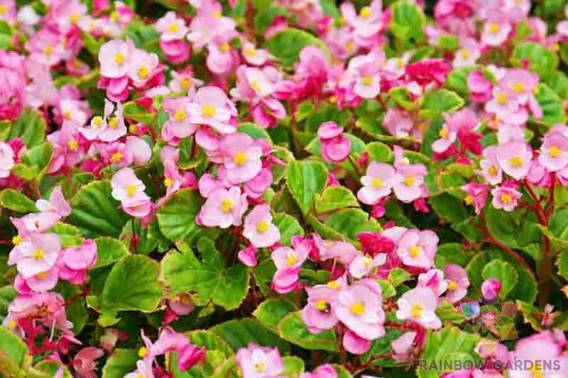 Wax Begonia Seeds - 25+ Pack - Ideal for Garden Planting - Begonia x semperflorens
