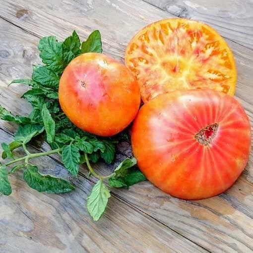Big Rainbow Tomato Seeds - 120+ Heirloom Organic Non-GMO - Rare Variety for Gardening - Solanum lycopersicum