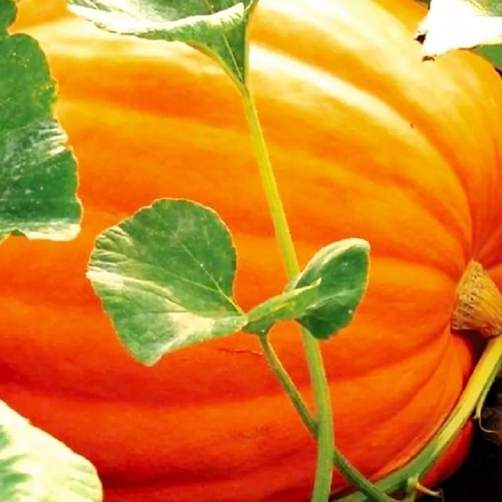 Big Max Pumpkin Seeds | NON-GMO | Heirloom Garden Seeds | Cucurbita maxima