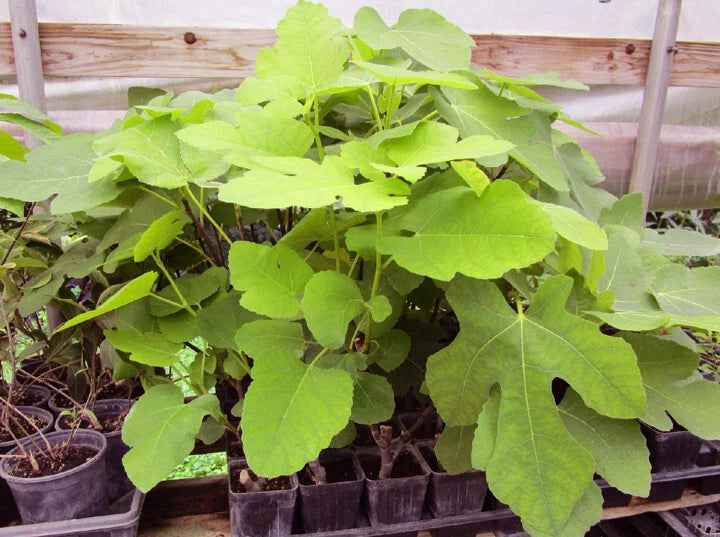 Brown Turkey Fig Live Rooted Plants - Ficus carica - Edible Fruit - Perfect for Home Gardens - Affordable $7.95
