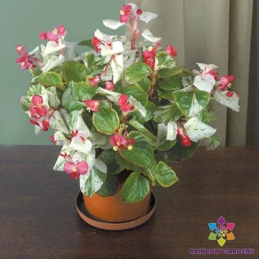 Calla Lily Begonia Seeds - 25+ Pack for Garden Planting - Free Shipping - Zantedeschia spp.